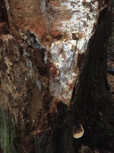 Mycelium with fruit.